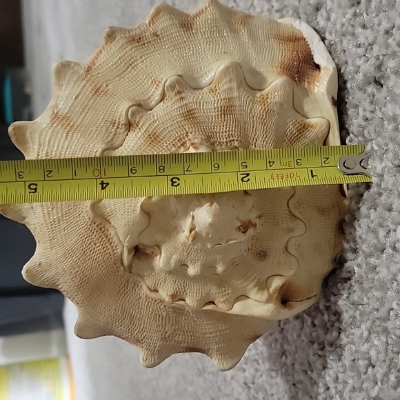 Queen Conch shell - Picture 5 of 8